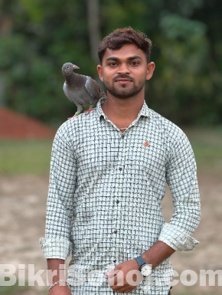 টেম কবুতর বিক্রি